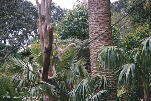 20031123-aucklandzoo-04