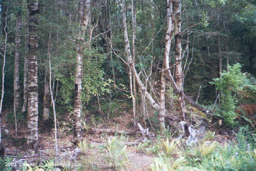 20031220-kaitoke-01